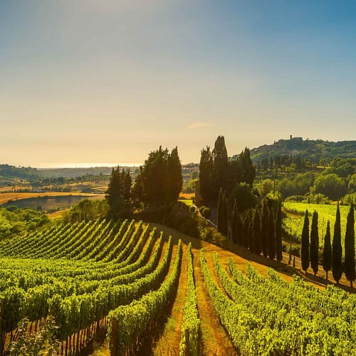 italy-tuscany-vineyard